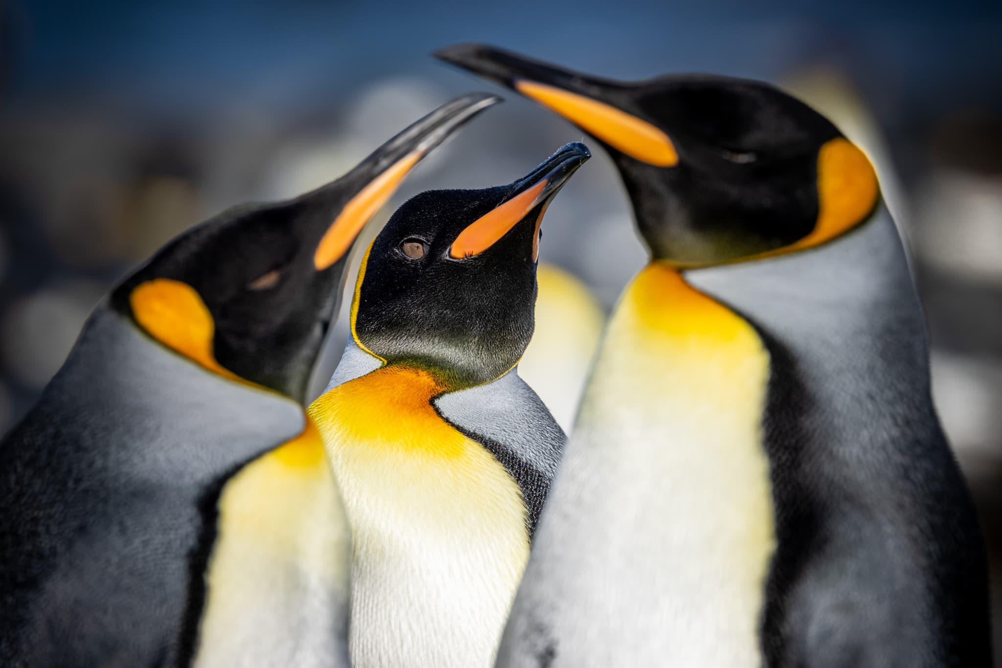 Five Penguin Species